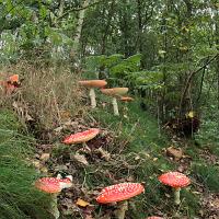 Fly Agaric wideangle 